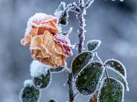 Leichter Raureif auf Rosenblüte